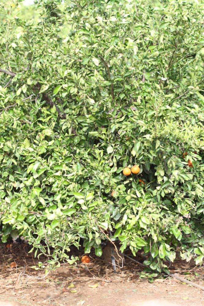            Habit (Riverside, CA)   